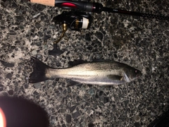 セイゴ(マルスズキ)の釣果