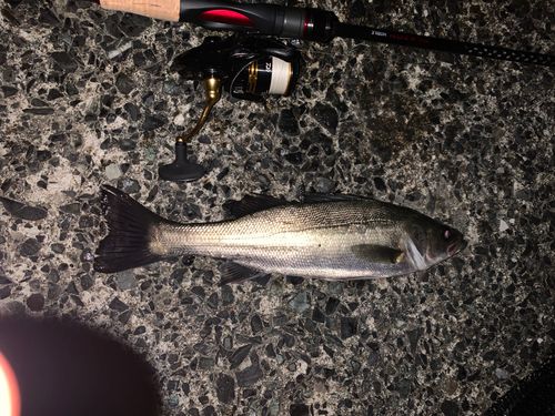 セイゴ（マルスズキ）の釣果