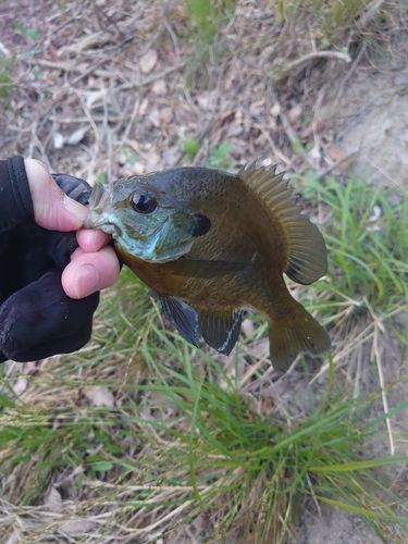 ブルーギルの釣果