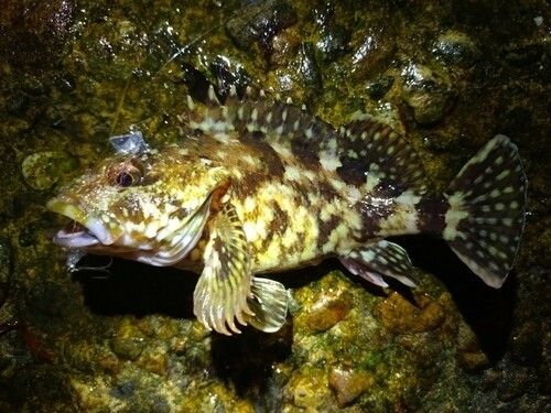 カサゴの釣果