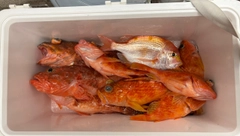 釣果