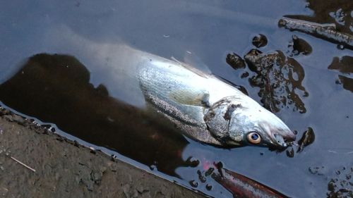 スズキの釣果