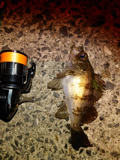 シロメバルの釣果