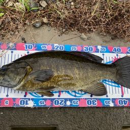 スモールマウスバス