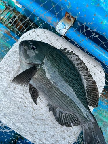 メジナの釣果