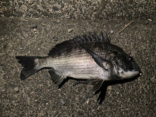 クロダイの釣果