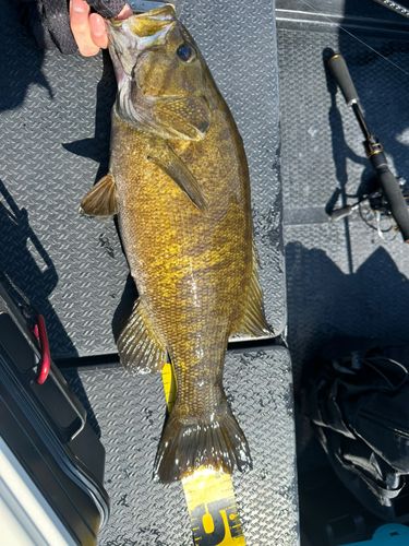 スモールマウスバスの釣果