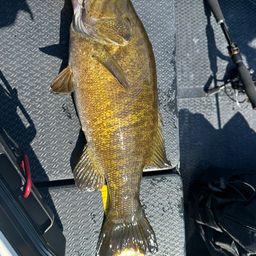 スモールマウスバス