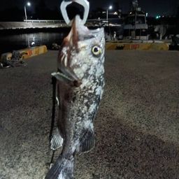 クロソイ