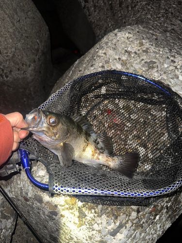 アカメバルの釣果