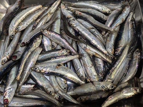 カタクチイワシの釣果