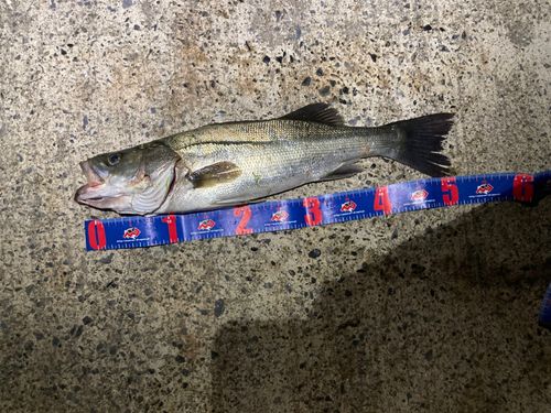 フッコ（マルスズキ）の釣果