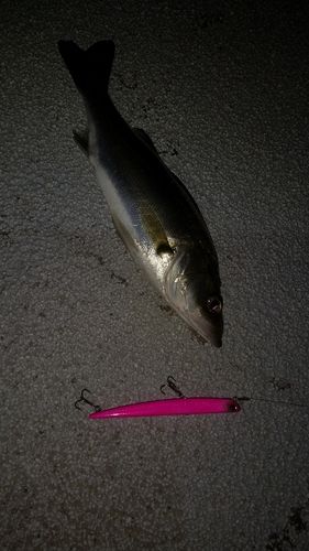 シーバスの釣果