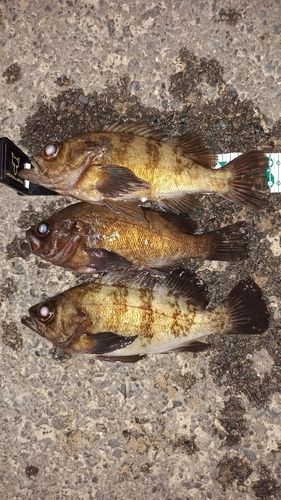 メバルの釣果