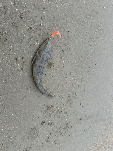 マゴチ