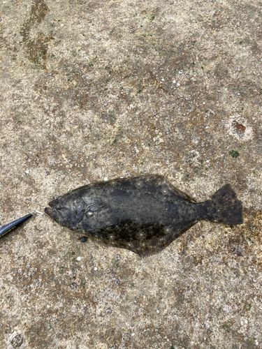 ソゲの釣果
