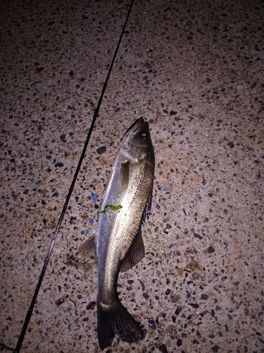 スズキの釣果