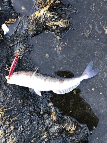ホッケの釣果