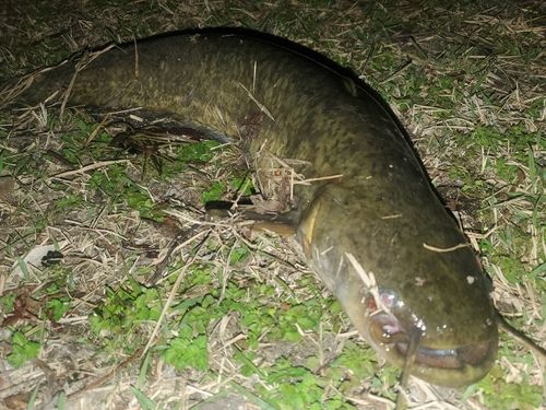 ナマズ