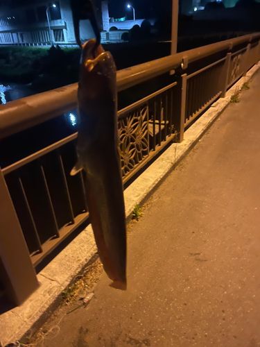 マナマズの釣果