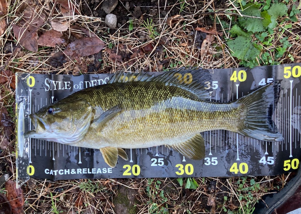 スモールマウスバス