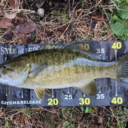 スモールマウスバス