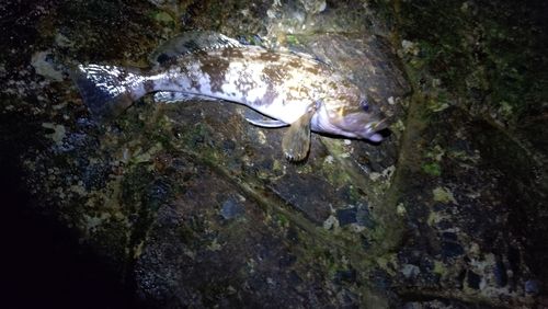 アイナメの釣果