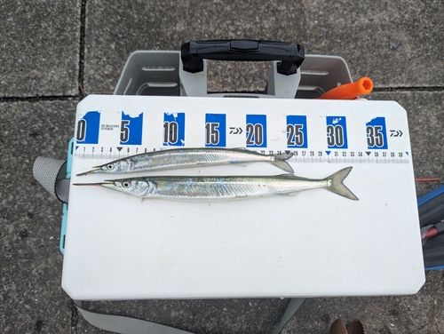 サヨリの釣果