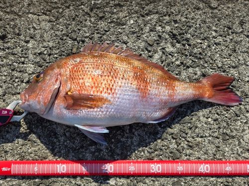 マダイの釣果