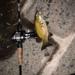 スモールマウスバス