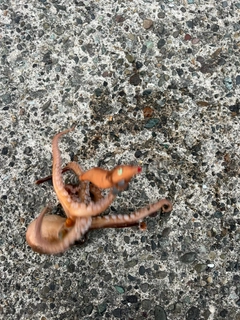 釣果