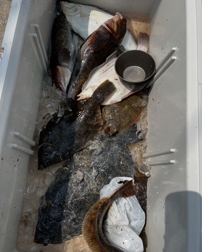 マコガレイの釣果