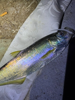 ヒラの釣果