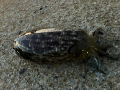 コウイカの釣果