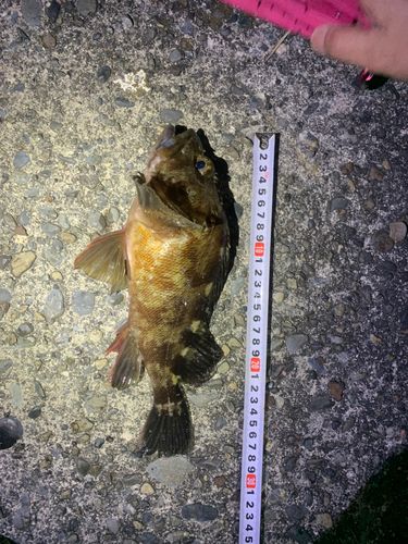 カサゴの釣果
