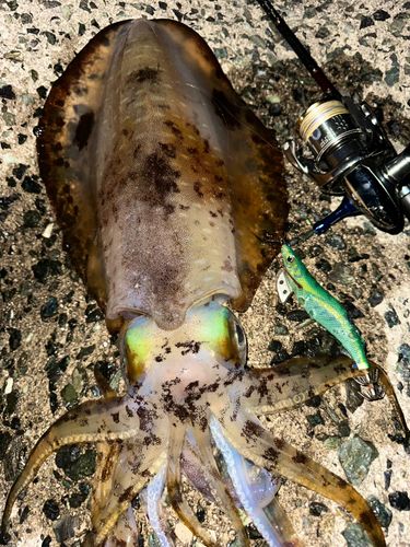 アオリイカの釣果