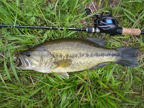 ラージマウスバスの釣果