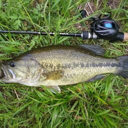 ラージマウスバス