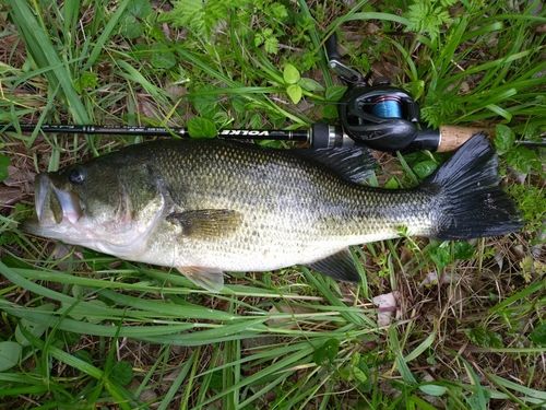 ラージマウスバスの釣果