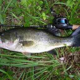 ラージマウスバス