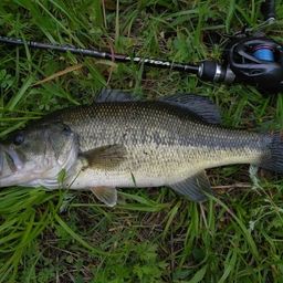 ラージマウスバス