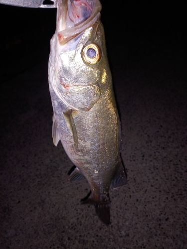 スズキの釣果