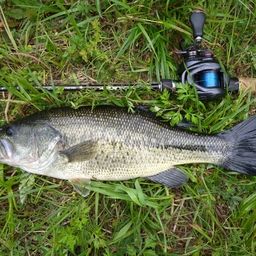 ラージマウスバス