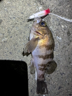 メバルの釣果