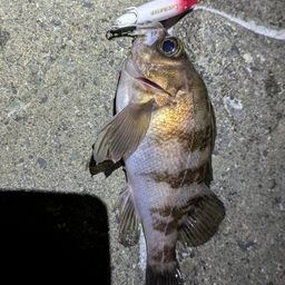 メバル