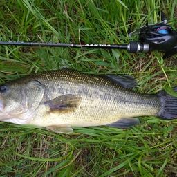 ラージマウスバス