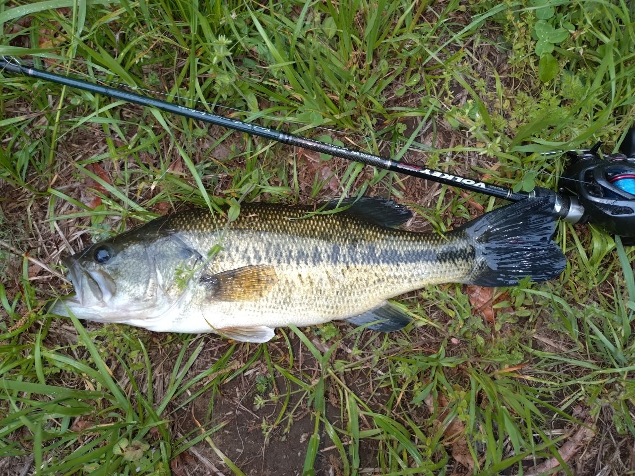 ラージマウスバス