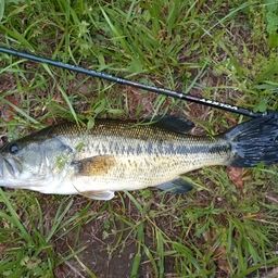 ラージマウスバス