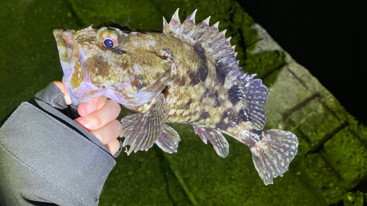 カサゴ