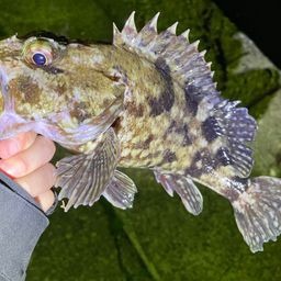 カサゴ